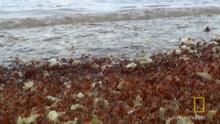 Millions of Crab Babies show