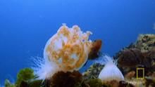 Jellyfish in Danger show