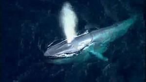 Can Blue Whales Communicate? photo