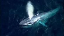 Can Blue Whales Communicate? show