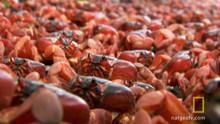 Crab Dance show