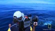 Searching for Whales show