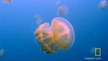 Gorging Golden Jellyfish show