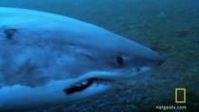 Seal Stalking Sharks show