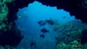 Underwater Oasis photo