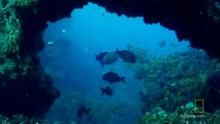 Underwater Oasis show