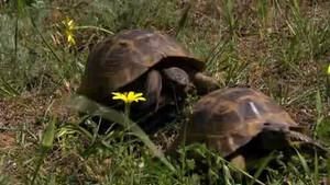 Spur-Thighed Tortoise Courtship photo