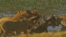 Buffalo Hunting show