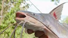 Perfect Bait show