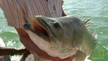 Big Fish show