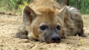 Hyena Shoot photo