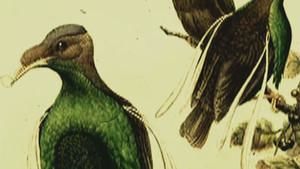 Wallace’s Standard Wing Shoot photo