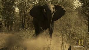 Elephant Shoot photo