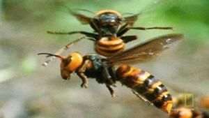 Attack of the Japanese Giant Hornets photo