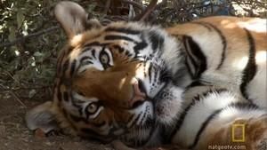 Tiger Birth photo