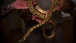 Snake Breeding and Selling photo