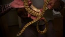 Snake Breeding and Selling show