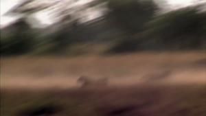 Chasing The Pride photo