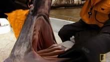 Giant Sawfish show