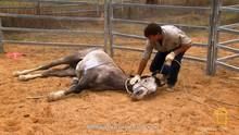 Breaking Wild Horses show
