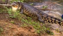 Giant Crocodile show