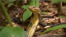 Largest Venomous Snake show