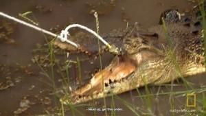 Wild Croc Catch photo