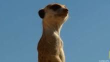 Meerkat Babysitting show