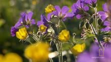 Spring Thaw show