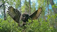 Owl Hunt show