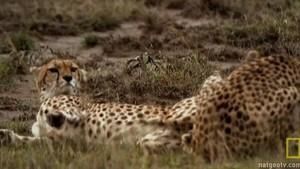 Lustful Cheetahs photo