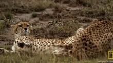 Lustful Cheetahs show