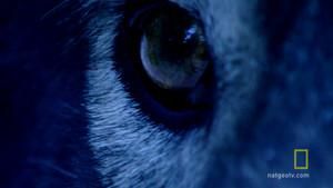 The Wolf Hunter photo