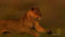 Lion Cub Rescue show