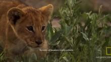 Lion Cub Adventures show