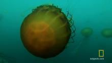 Sea Nettle Jellyfish show