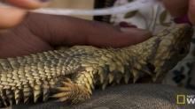 Sungazer Lizard show