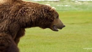 Brown Bears Battle photo