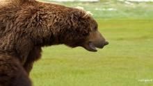 Brown Bears Battle show