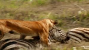 Strike of the African Wild Cat photo