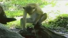 Semen Slurping Macaque show