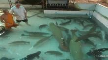 Holy Carp! show