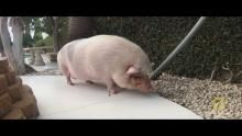 Pet Pot-Bellied Pig show