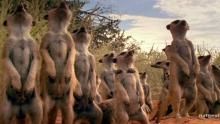 Meerkat Mobs show