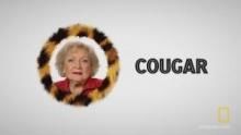 Betty White: The Cougar Expert show