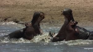Hippo Mash Up photo