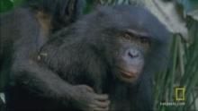 Bonobo Drama show