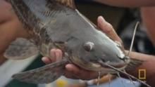 Predator Catfish show