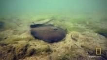 Runaway Whipray show