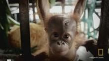 Baby Orangutan School show